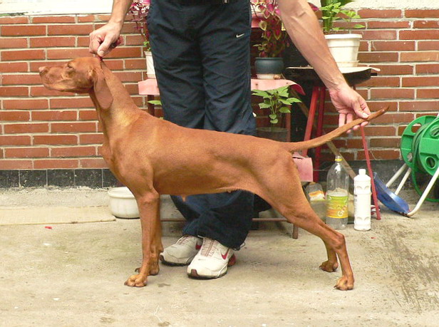 CH. Be my baby of szedresi